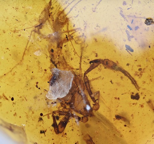 Rare scorpion fossil - rare, scorpion,