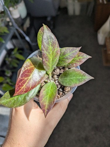 Hoya sunrise - hoya,