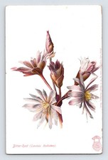 Vintage 1906 Bitter-Root