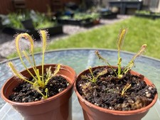 Drosera Capensis Sundew