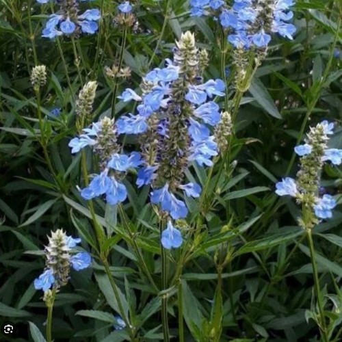 Salvia uliginosa ballon azul - uliginosa, azul'