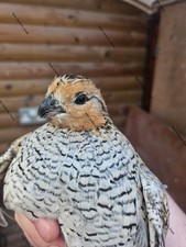 6 Bobwhite Quail Eggs Mexican