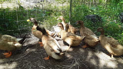 Rare khaki campbell duck - khaki,