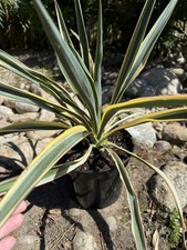 Yucca gloriosa variegated - gloriosa,
