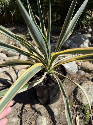 Yucca gloriosa variegated - gloriosa,