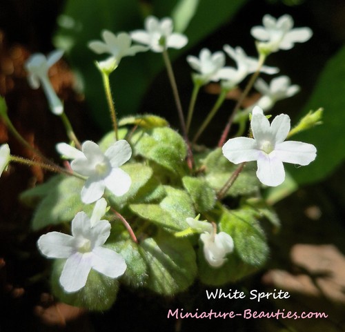 Micro mini sinningia - micro, white