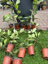 Photinia Red Robin Hedging