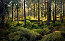 " Forest Cemetery 1893 "