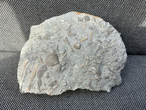 Silurian seabed fossil - fossil,, coral