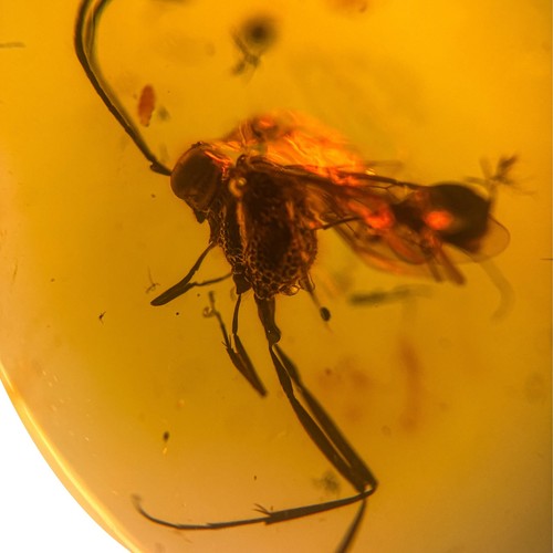 Wasp burmese burmite - in,