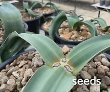 Welwitschia mirabilis Seedss