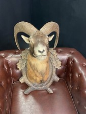 Wall Mounted Deer Head Home