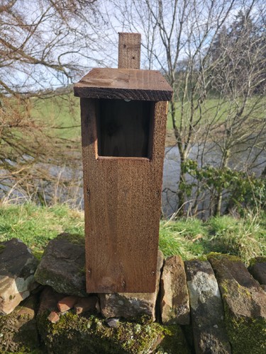 Tawny owl nest box design - tawny,