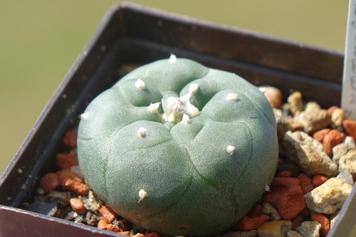 Cactus cacti ariocarpus - cactus,
