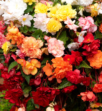 Trailing Basket Tub Flowers