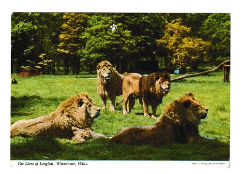 Lions longleat warminster - of,