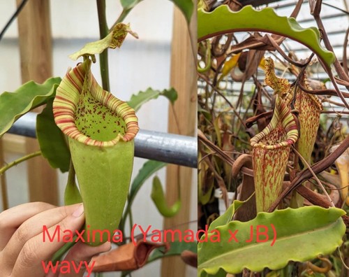 Nepenthes maxima wavy - nepenthes,