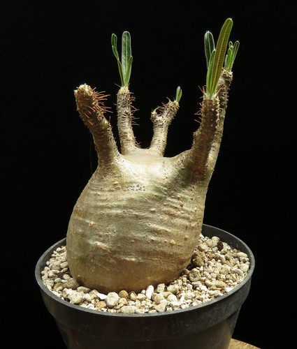 Pachypodium