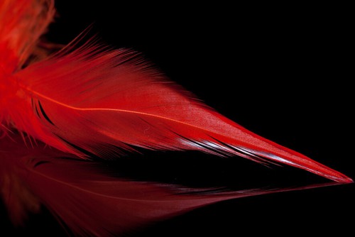 Schlappen feathers used for - feathers,