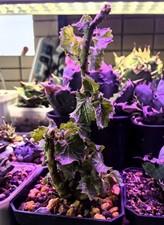 Rare Dorstenia  gypsophila