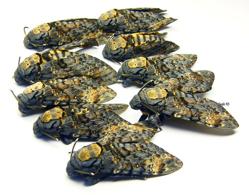 Unmounted butterfly sphingidae - unmounted, butterfly/sphingidae