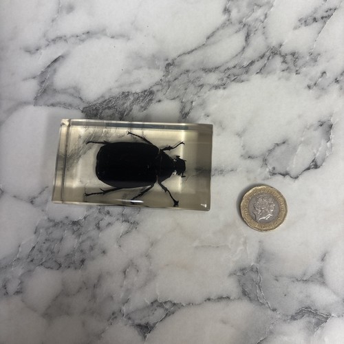 National geographic bugs - national,
