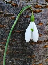 1 x Galanthus MAGNET