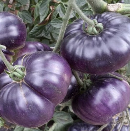 Tomato seeds purple - tomato, “purple