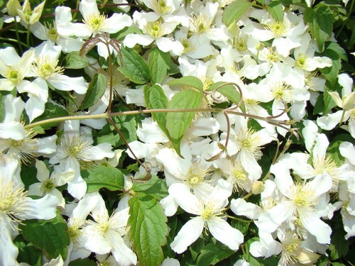 Clematis montana wilsonii - clematis,,