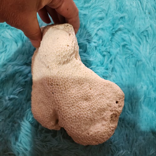 Huge rare natural - natural, white