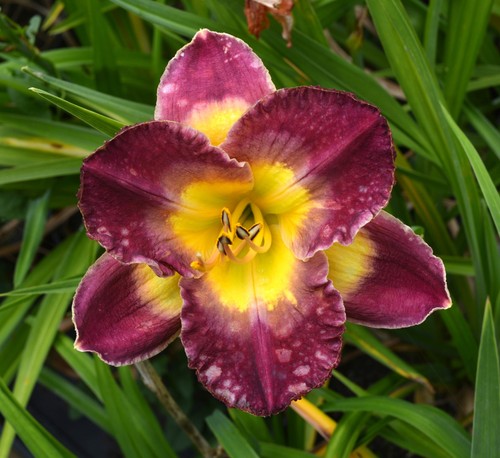 Hemerocallis daylily plant - daylily,
