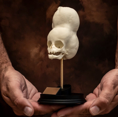Boy bengal skull replica - skull,