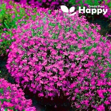 TRAILING LOBELIA CASCADE RED -