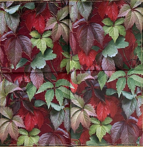 Virginia creeper flowers - x,