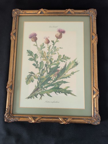 Vintage botanical nature - vintage, print