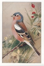 Birds - Chaffinch - old