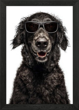 Cool Curly-Coated Retriever