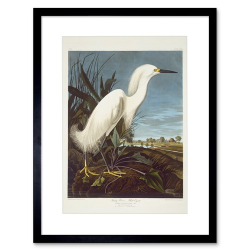 Painting bird audubon snowy - painting,