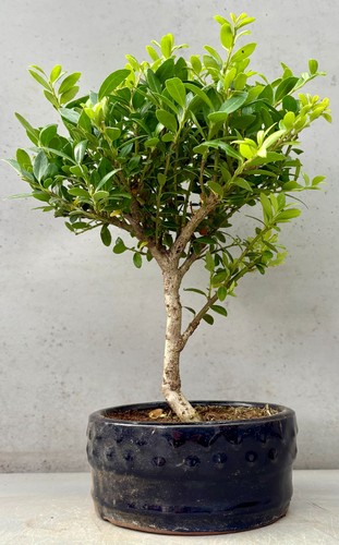 Broom style ilex - style', crenata