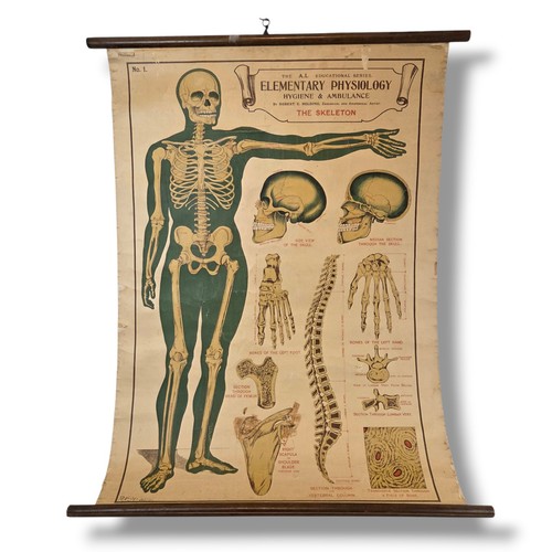 Antique anatomy chart - antique,