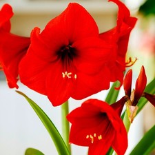1 Hippeastrum Amaryllis Red