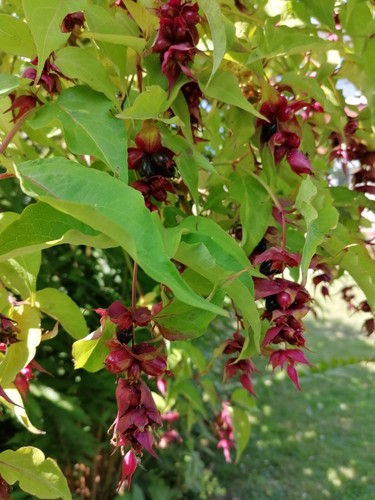 Leycesteria formosa shrub - leycesteria,