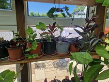10 rooted house plants bundle
