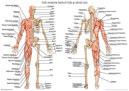 Human skeleton with - human,