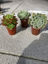 Succulent Collection Three