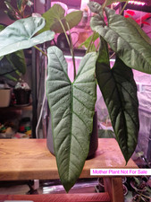 Alocasia Corazon - Very Rare Exotic Plant - IDNG0106