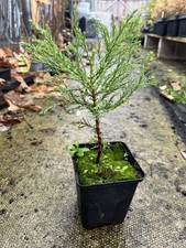 Giant Redwood - Sequoiadendron
