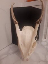 Deer Skull gothic