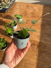 Hoya Mathilde Splash house