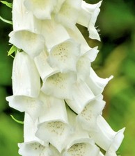 Digitalis Foxglove Alba White